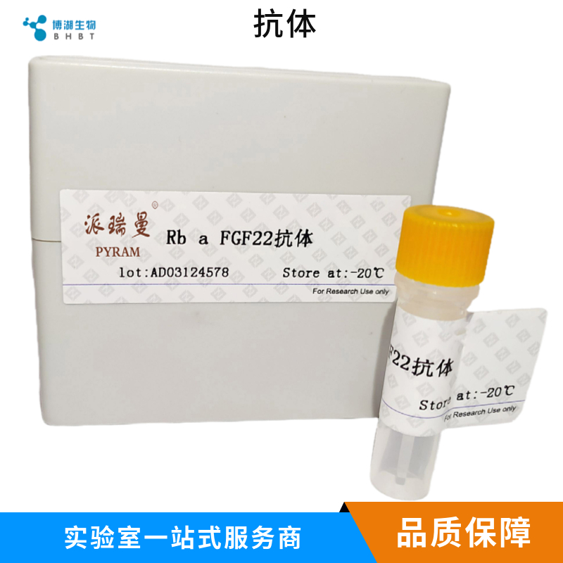 G蛋白偶联受体49抗体