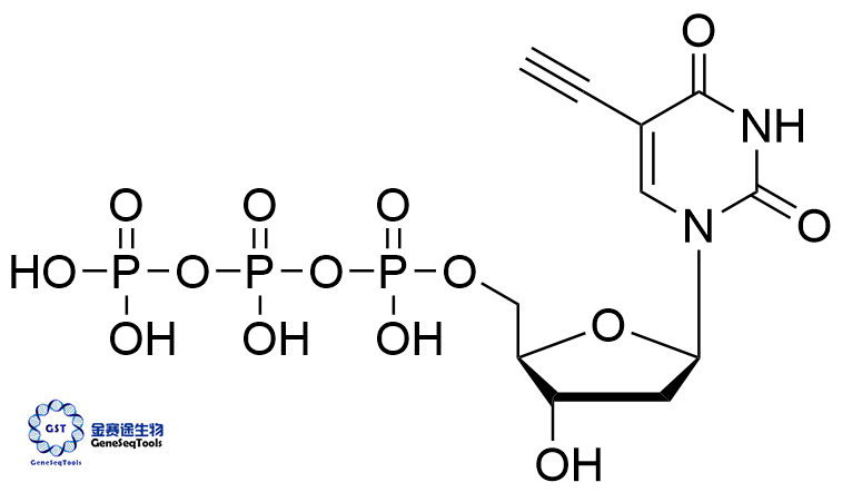 5-Ethynyl dUTP | 5-Ethynyl dUTP | 2'-Deoxy-5-ethynyluridine 5'-(tetrahydrogentriphosphate)