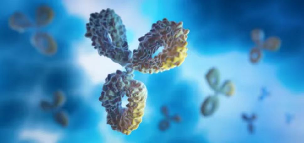 鼠抗组织胺抗体