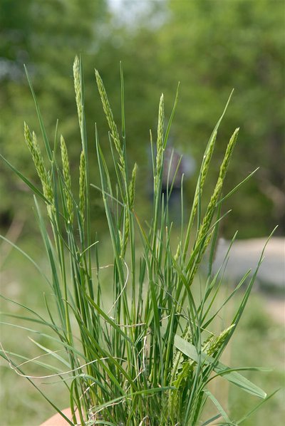 稳定同位素13C标记的羊草，丰度是5%