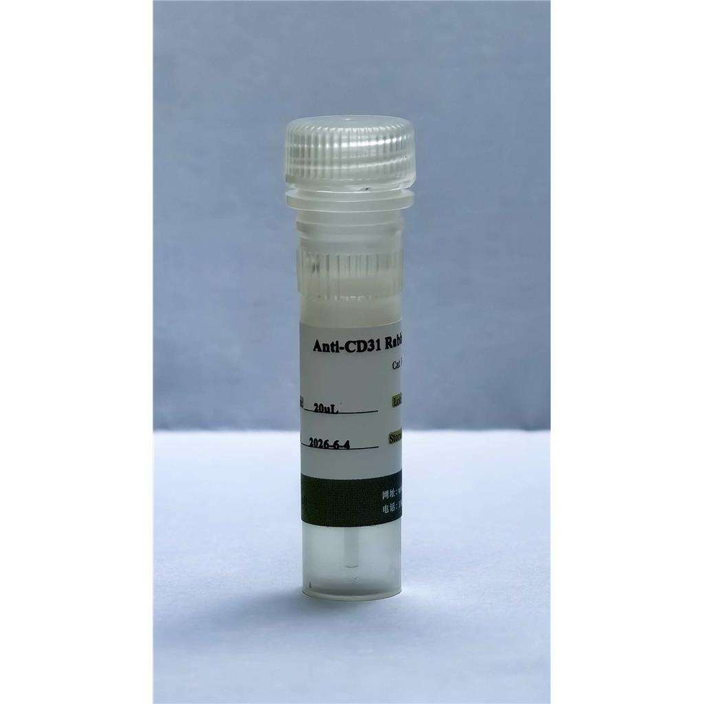 （内皮标志物抗体）Anti-CD31 Rabbit mAb