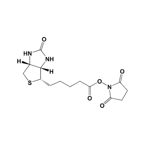 (+)生物素-N-琥珀酰亚胺基酯