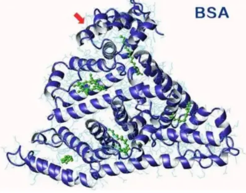 BSA-Alkyne，炔基修饰的牛血清白蛋白