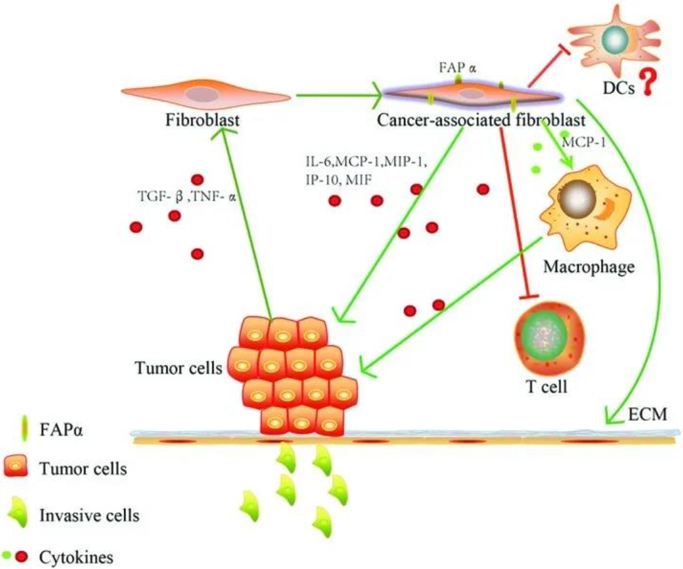 放射性核素药物前体FAPI-46，DOTA-FAPI-46