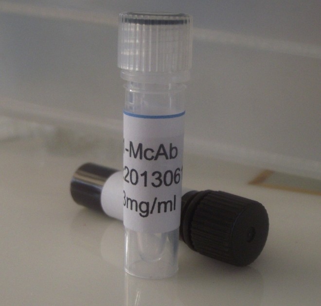 HRP兔抗小鼠二抗IgG(H+L)