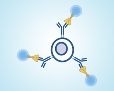 华美生物cusabio 抗体服务 定制服务