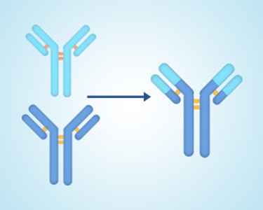 华美生物cusabio 抗体服务 定制服务