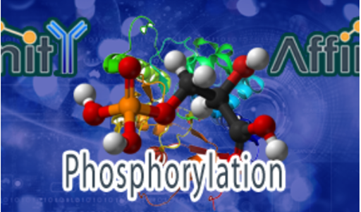 多克隆抗体制备服务 CRO服务