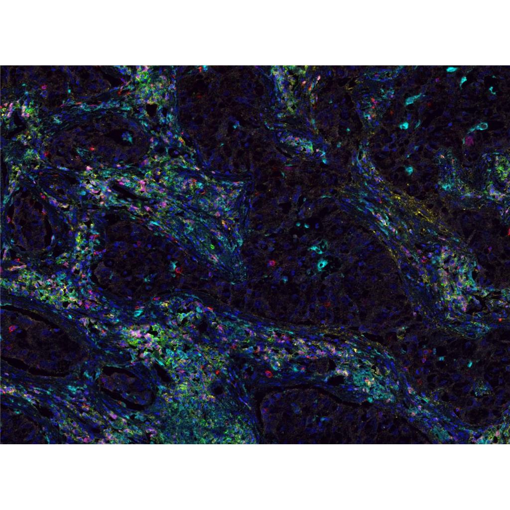 多重荧光免疫组化服务