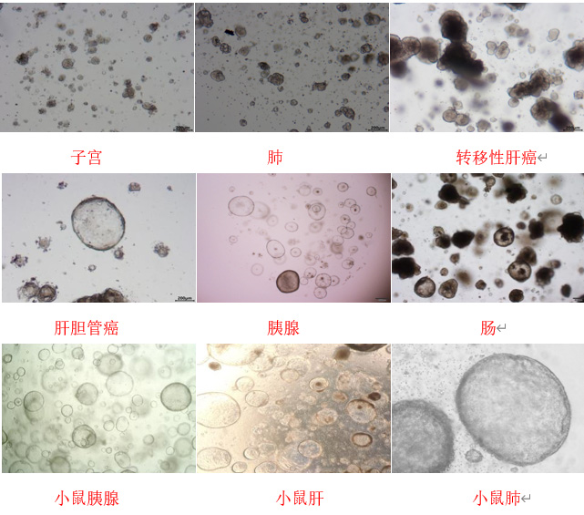 类器官定制服务