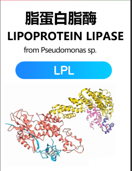 脂蛋白脂肪酶 LPL-322
