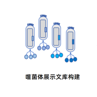 卡梅德 噬菌体展示文库构建服务