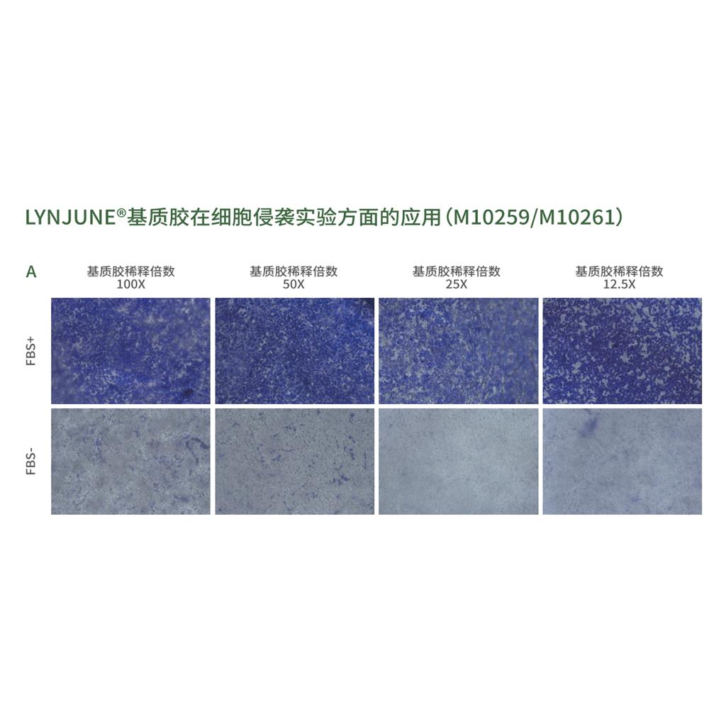 标准型含酚红基质胶