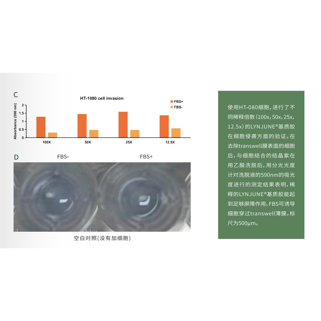 标准型含酚红基质胶