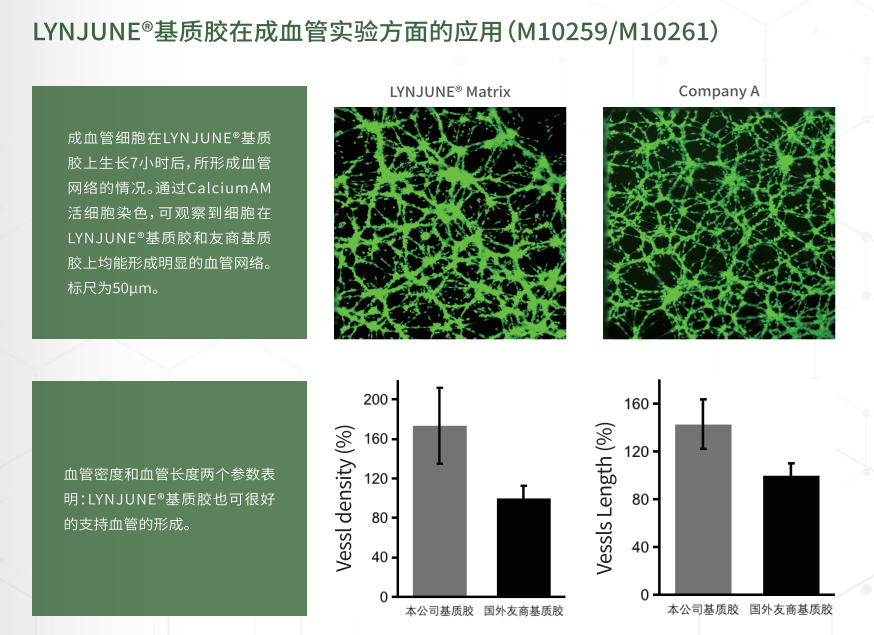 标准型含酚红基质胶