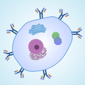 华美生物cusabio 抗体服务 定制服务