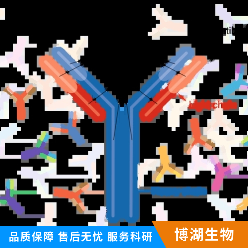 抑制素βB/Inhibin β B抗体