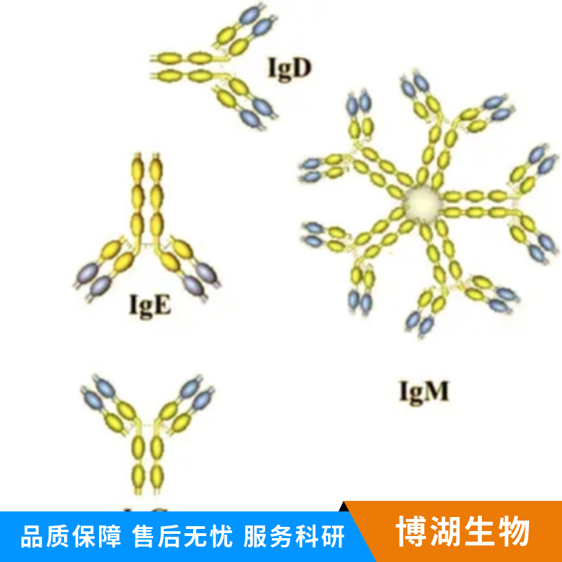 乙酰胆碱酯酶抗体