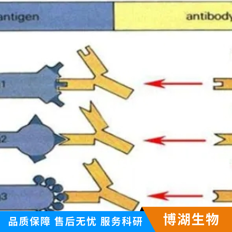 线粒体脱偶连蛋白2抗体