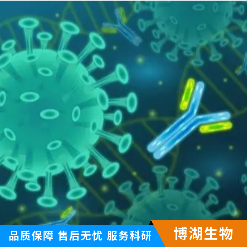 线粒体抗病毒信号MAVS蛋白抗体