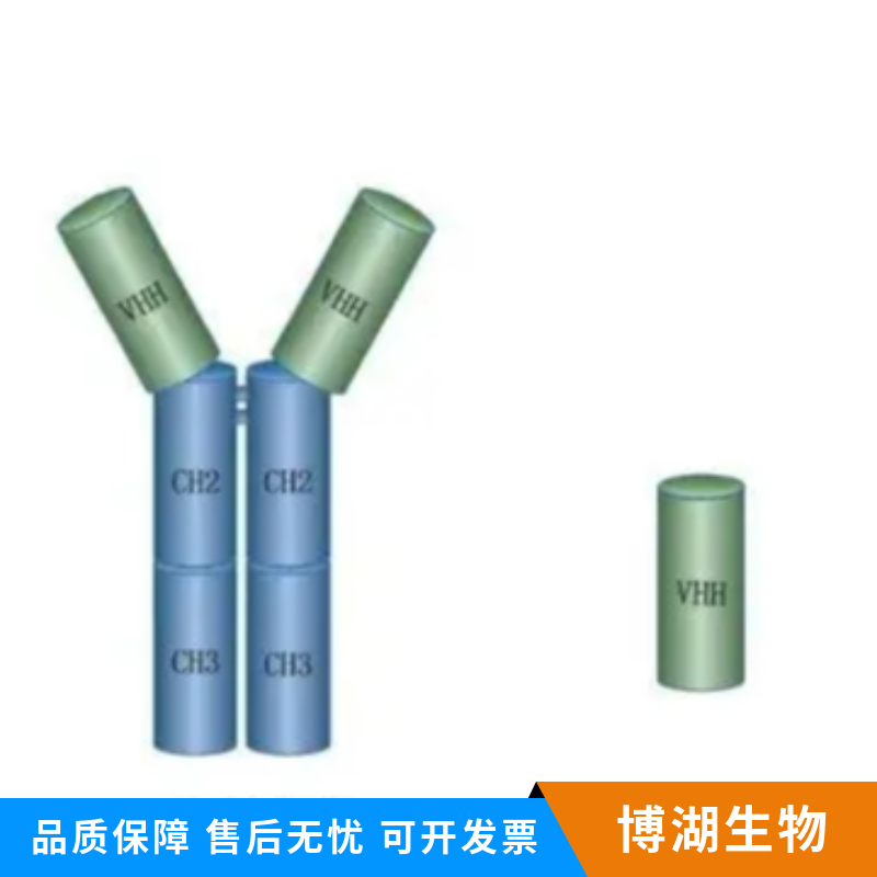 猪瘟病毒E2抗体