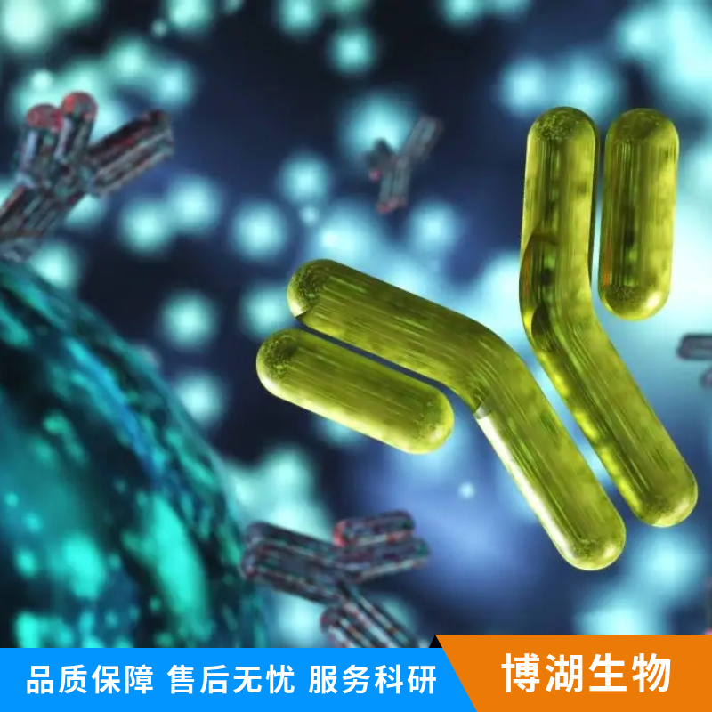 肿瘤坏死因子配体超家族成员13B抗体