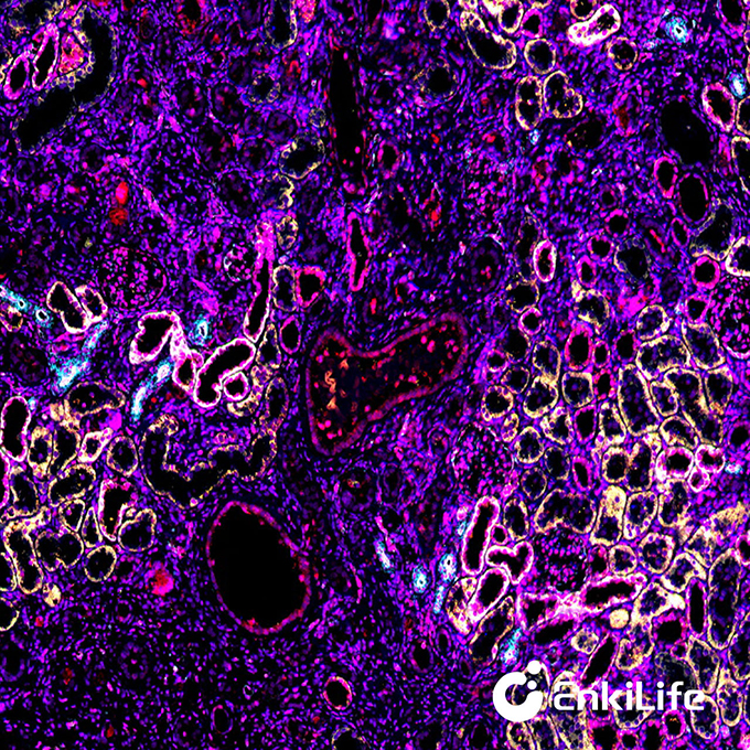 TSA六标七色多重荧光染色试剂盒（mIHC）