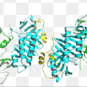 Bilirubin-OVA Conjugate，胆红素-鸡卵清白蛋白偶联物