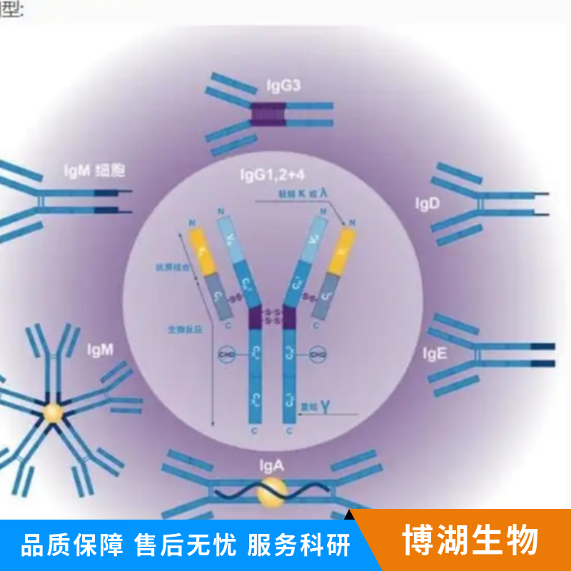 血管紧张素II受体样蛋白1抗体