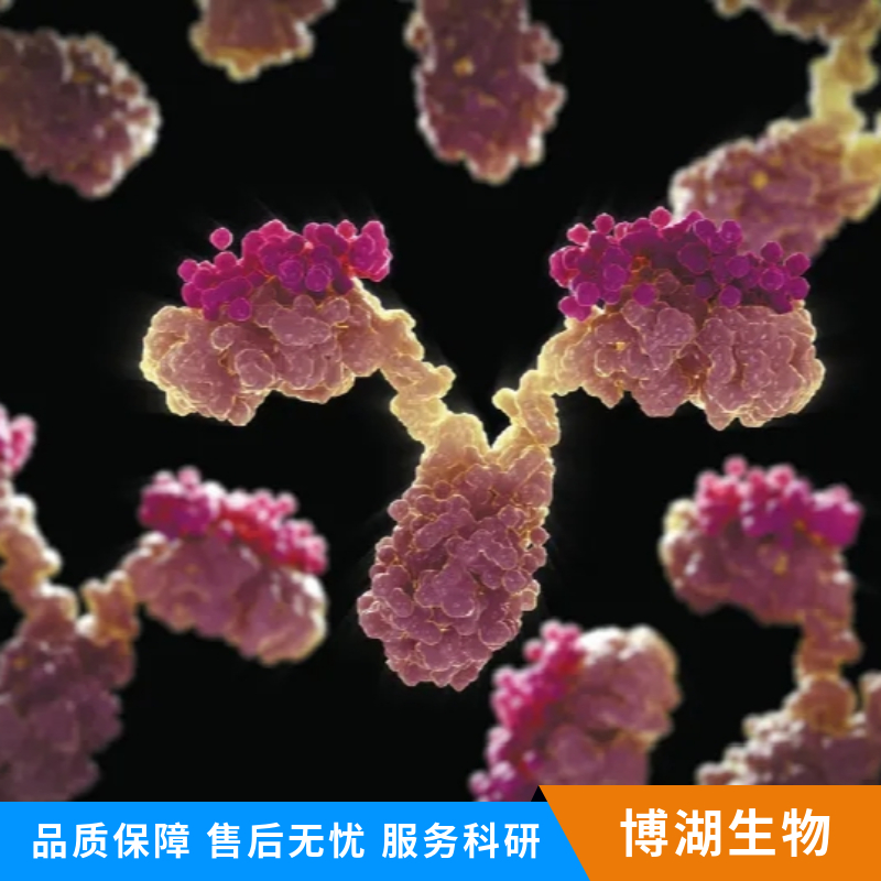 信号转导与转录激活因子1抗体