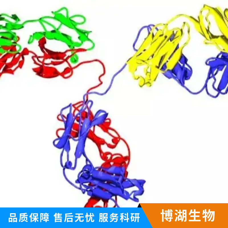 锌转运蛋白1抗体