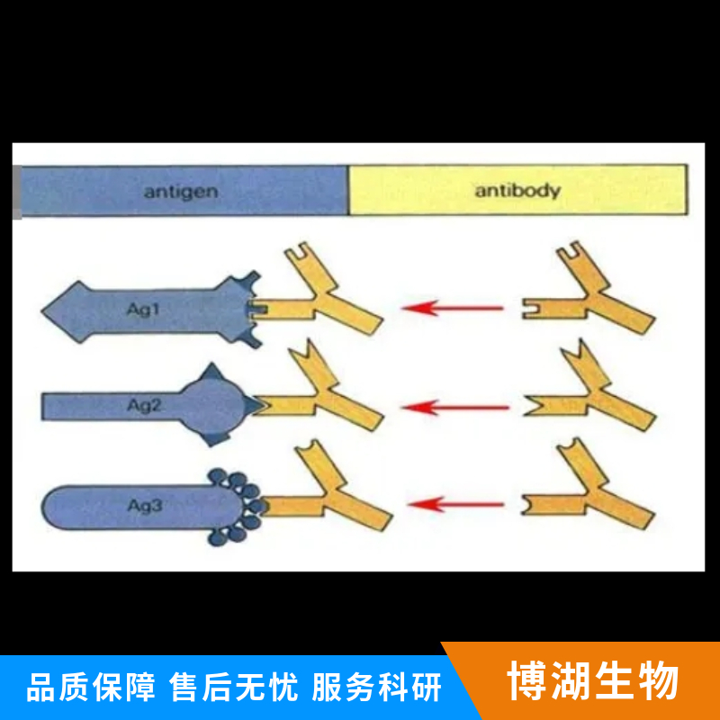 信号通路Wnt11抗体