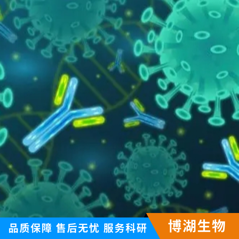 胃泌素/蛙皮素抗体