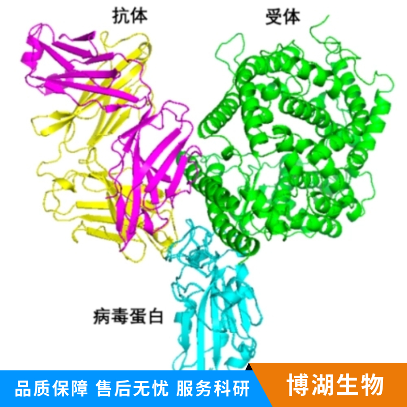 生肌决定因子Myf5抗体