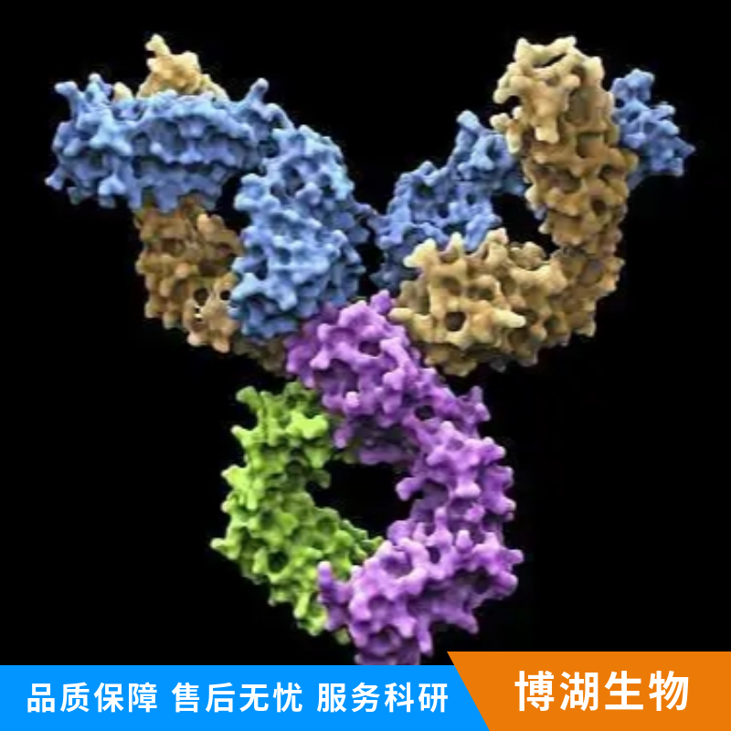 神经细胞PAS结构域蛋白2抗体