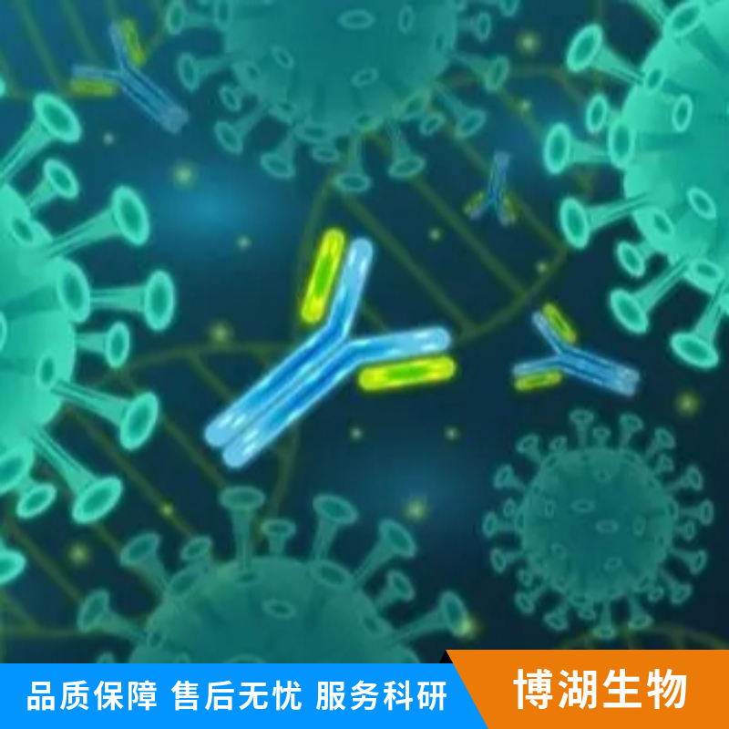 神经上皮细胞转化基因1抗体