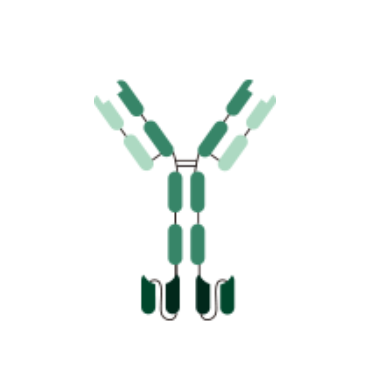 重组抗体表达服务