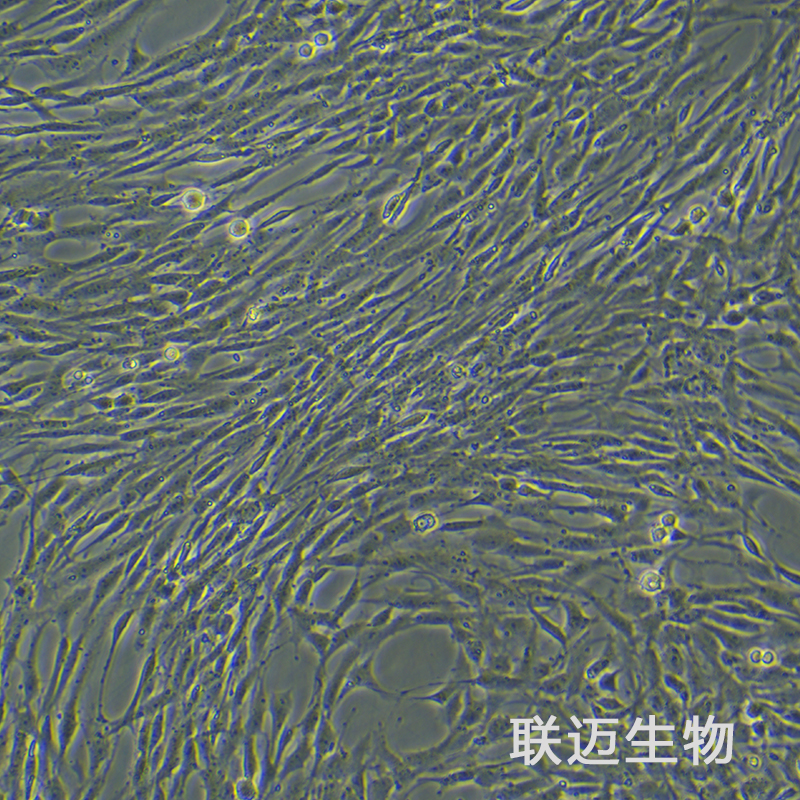 C6-LUC细胞（大鼠脑胶质瘤细胞荧光素酶标记）LM8C0047-L