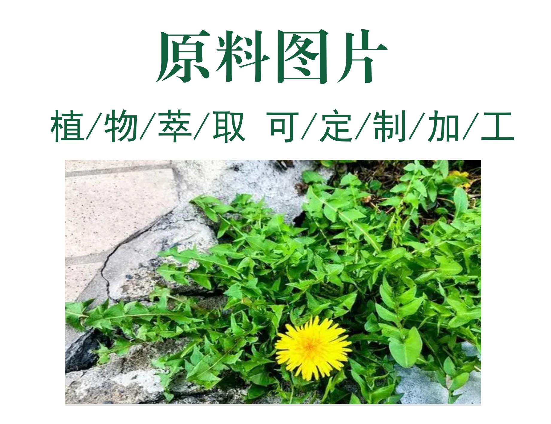 蒲公英..jpg 蒲公英..jpg