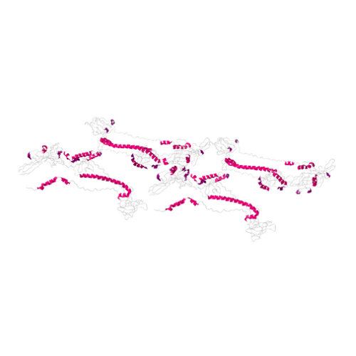 重组HSV2 Glycoprotein B蛋白