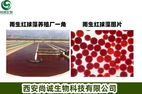 破壁雨生红球藻粉 天然虾青素 虾青素微囊粉