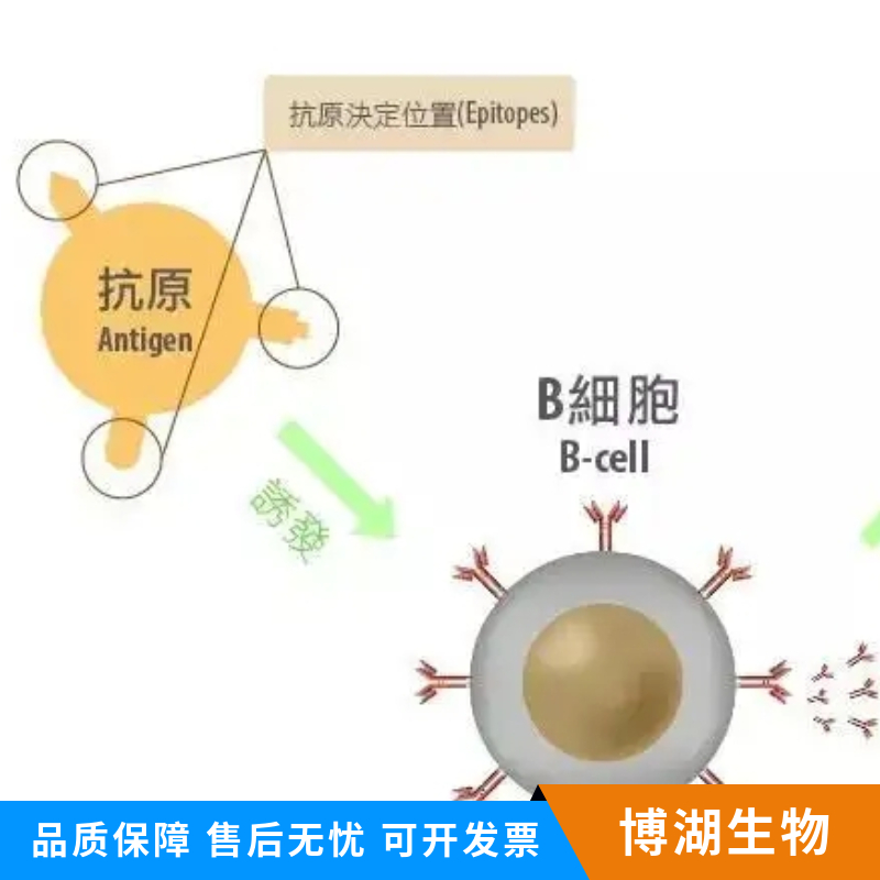 5-羟色胺受体7抗体