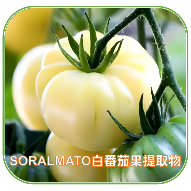 SORALMATO水晶白番茄提取物 | 白番茄浓缩粉 | 天然膳食补充剂成分 | 妆食同源