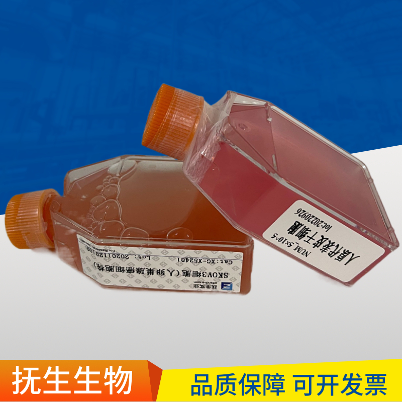 人类原巨核细胞型白血病细胞；UT-7 (STR)