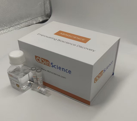 InVivoMAb 抗HPV16 L2/Minor capsid protein L2 (ABV0125)（一抗）