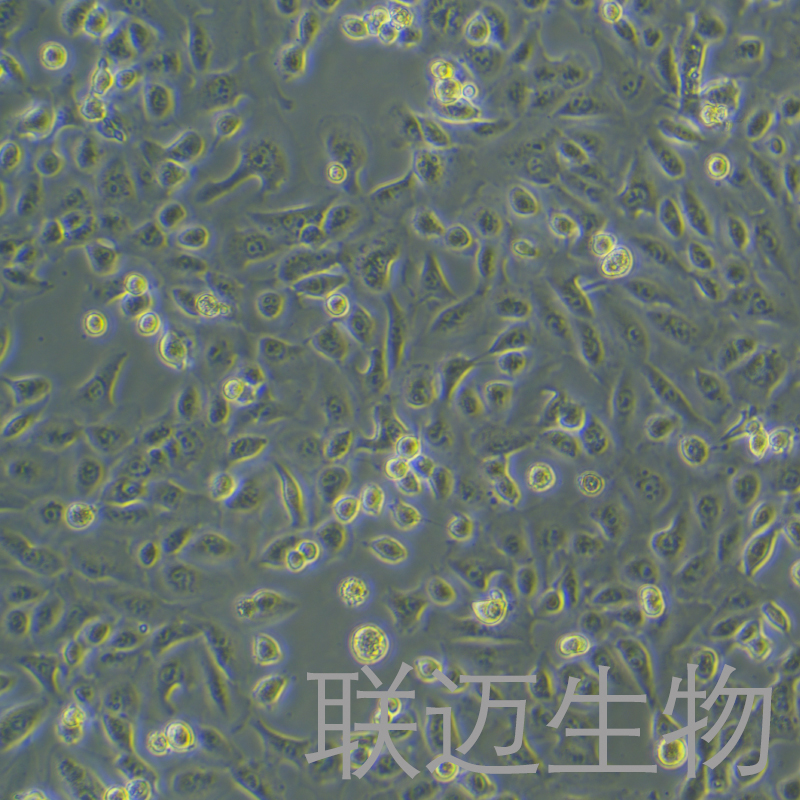 DU145细胞（人前列腺癌细胞STR鉴定正确）LM8C0075
