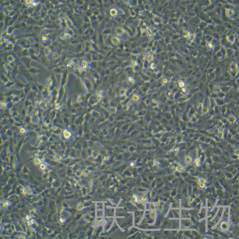 F81细胞（猫肾细胞）LM8C0081