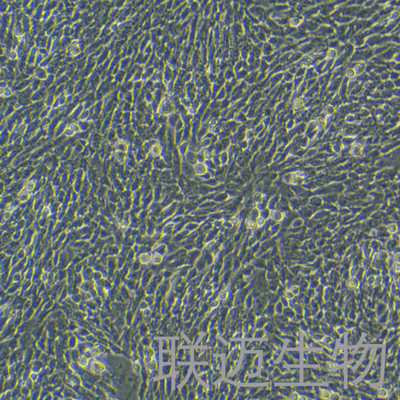 CHL细胞（仓鼠肺细胞）LM8C0060