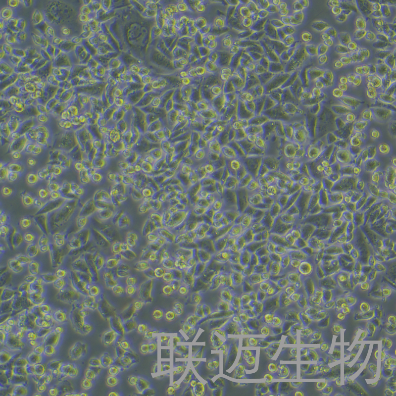 CHO-K1细胞（仓鼠卵巢细胞亚株）LM8C0062