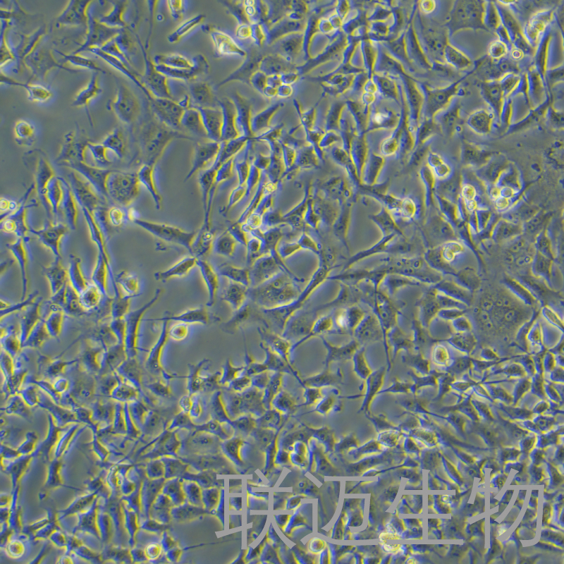 CRFK细胞（猫肾细胞）LM8C0070